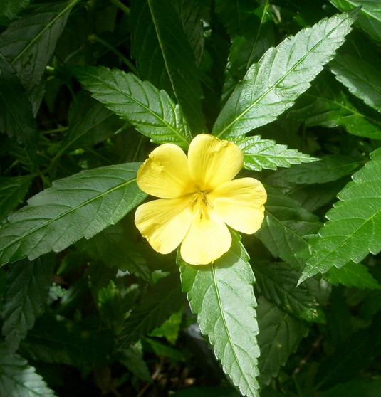 Damiana Herb (Turnera Diffusa) – The Sacred Willow