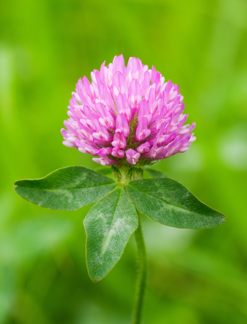 Red Clover Trifolium Pratense The Sacred Willow